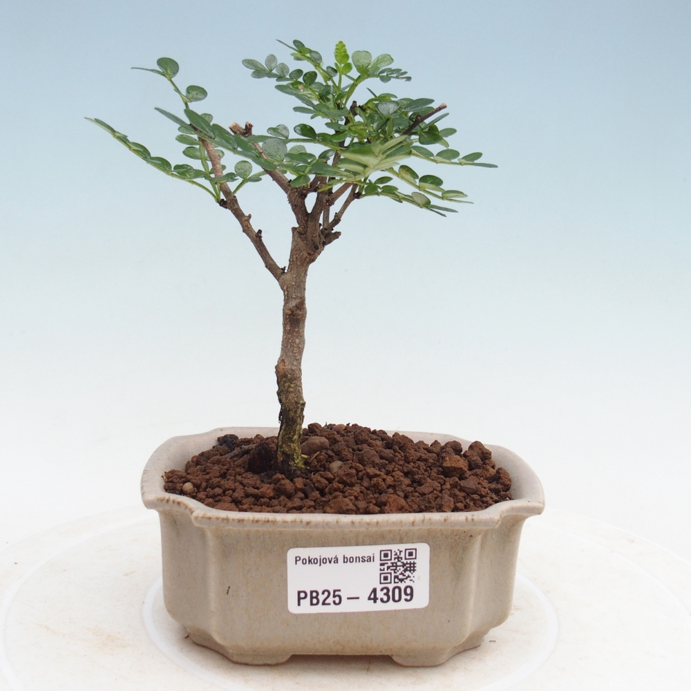 Room bonsai - Zantoxylum piperitum - pepper tree