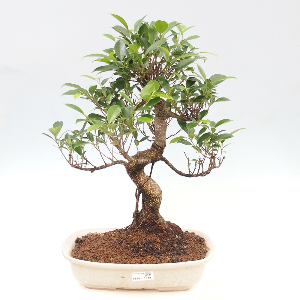 Room bonsai - Ficus kimmen - small-leaved ficus