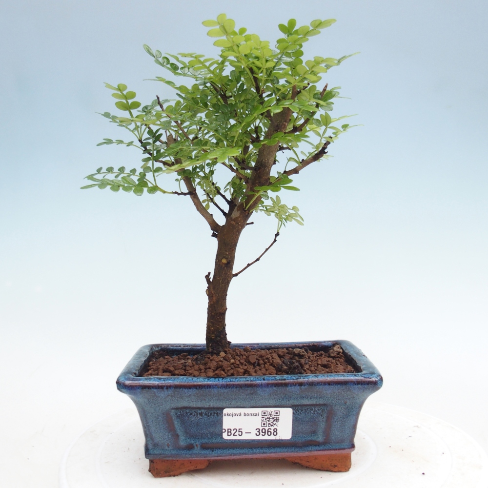 Room bonsai - Zantoxylum piperitum - pepper tree