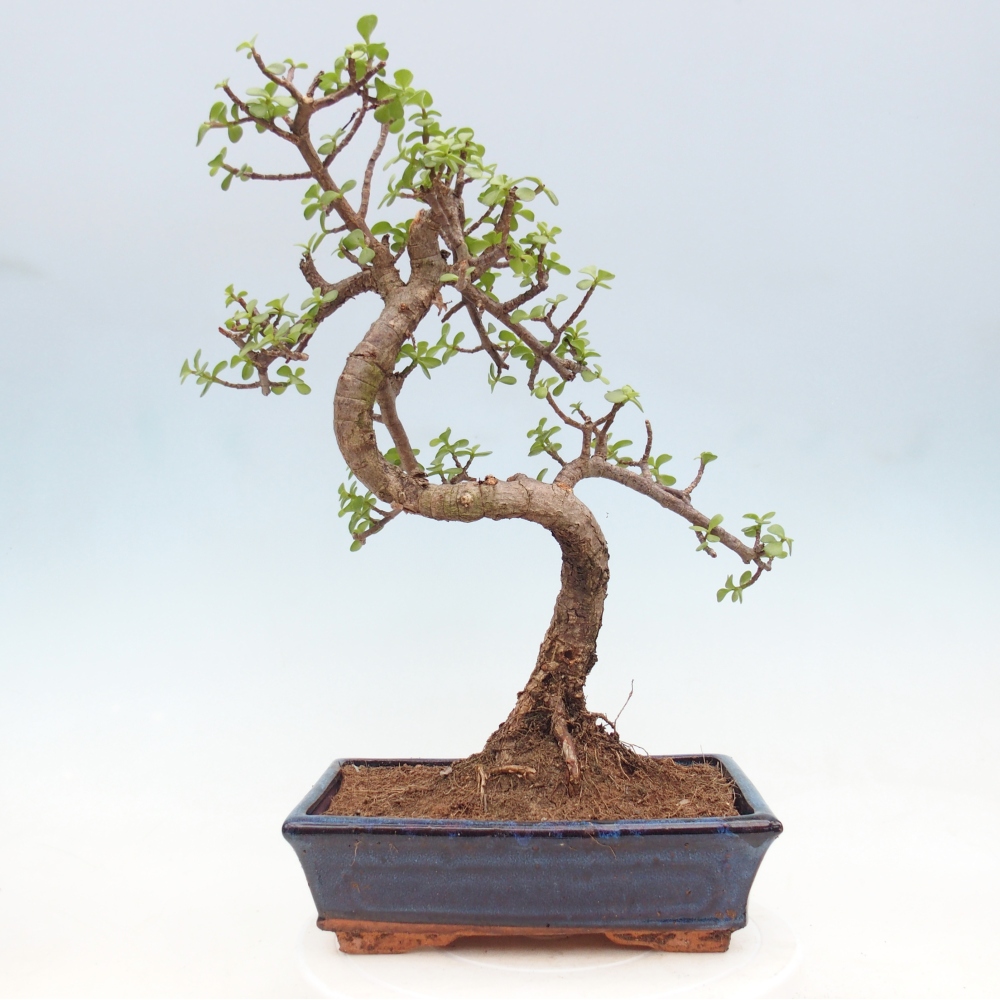 Room bonsai - Portulakaria Afra - Tlustice