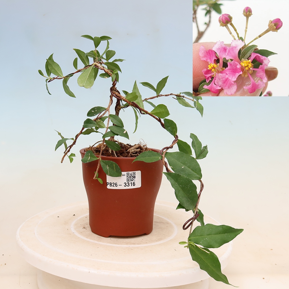 Indoor Bonsai - Barbados Cherry - Malpighia glabra 