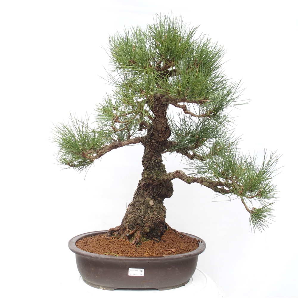 Outdoor bonsai - Pinus thunbergii - Thunberg pine