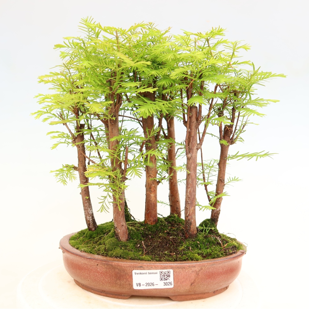 Outdoor Bonsai - Metasequoia glyptostroboides - Chinese Metasequoia - Grove