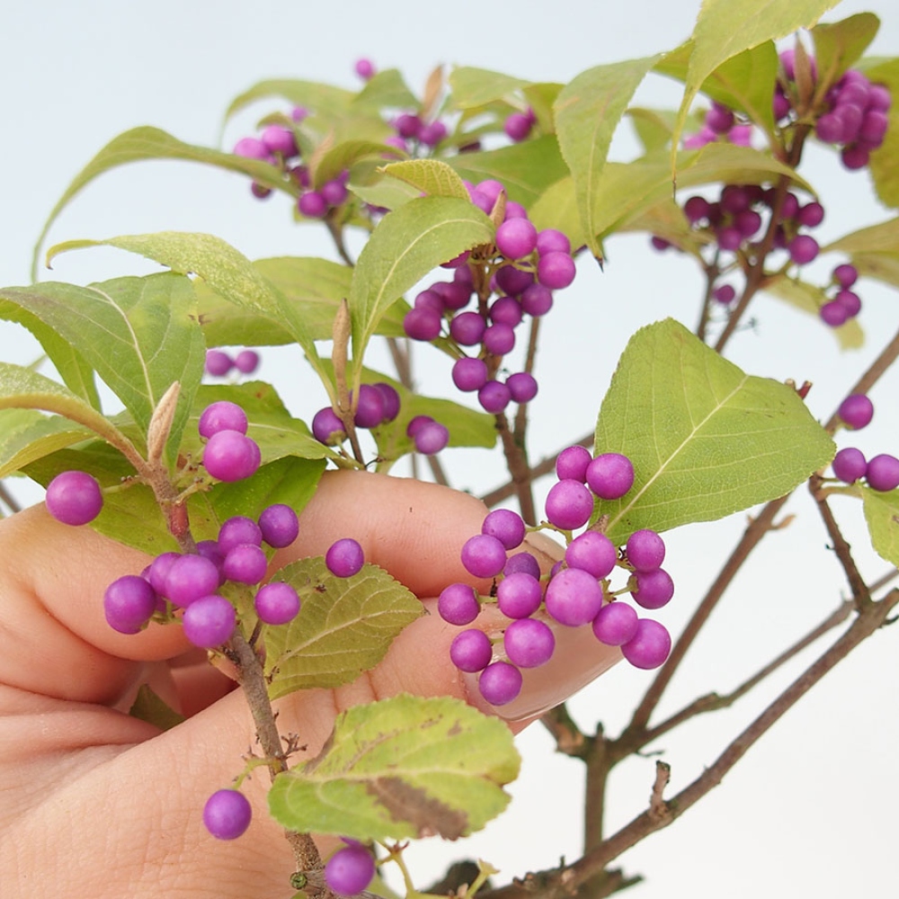 Outdoor Bonsai - Beautyberry - Callicarpa bodinierova 'Profusion'