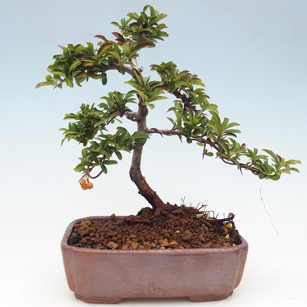 Outdoor bonsai-Pyracantha Teton -Hlox