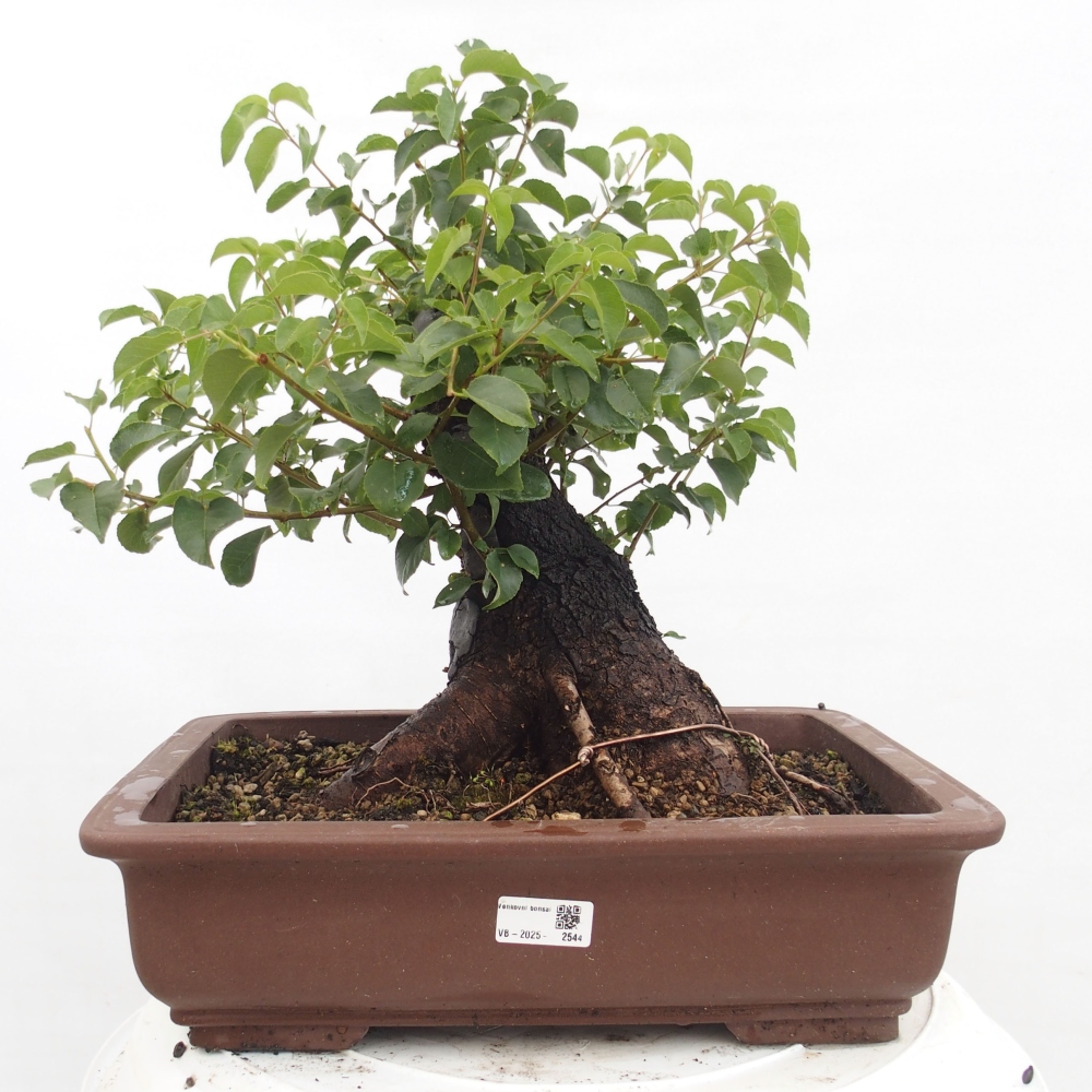 Outdoor bonsai - Mahalebka - Prunus mahaleb