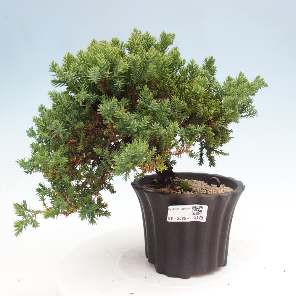 Outdoor bonsai - Juniperus procumbens - Prostrate Juniper