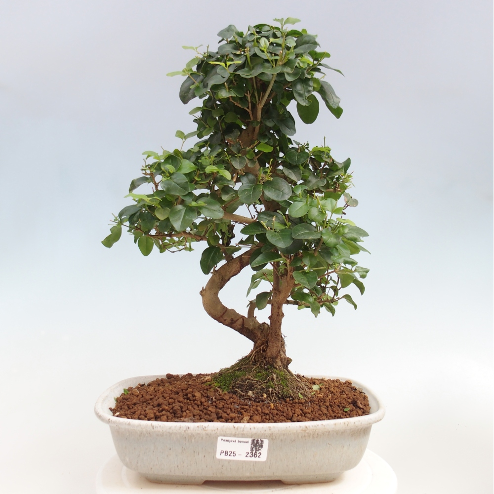 Room bonsai -Ligustrum chinensis - privet
