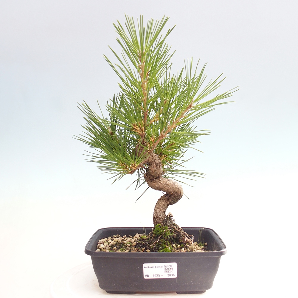 Outdoor bonsai - Pinus thunbergii - Thunberg pine