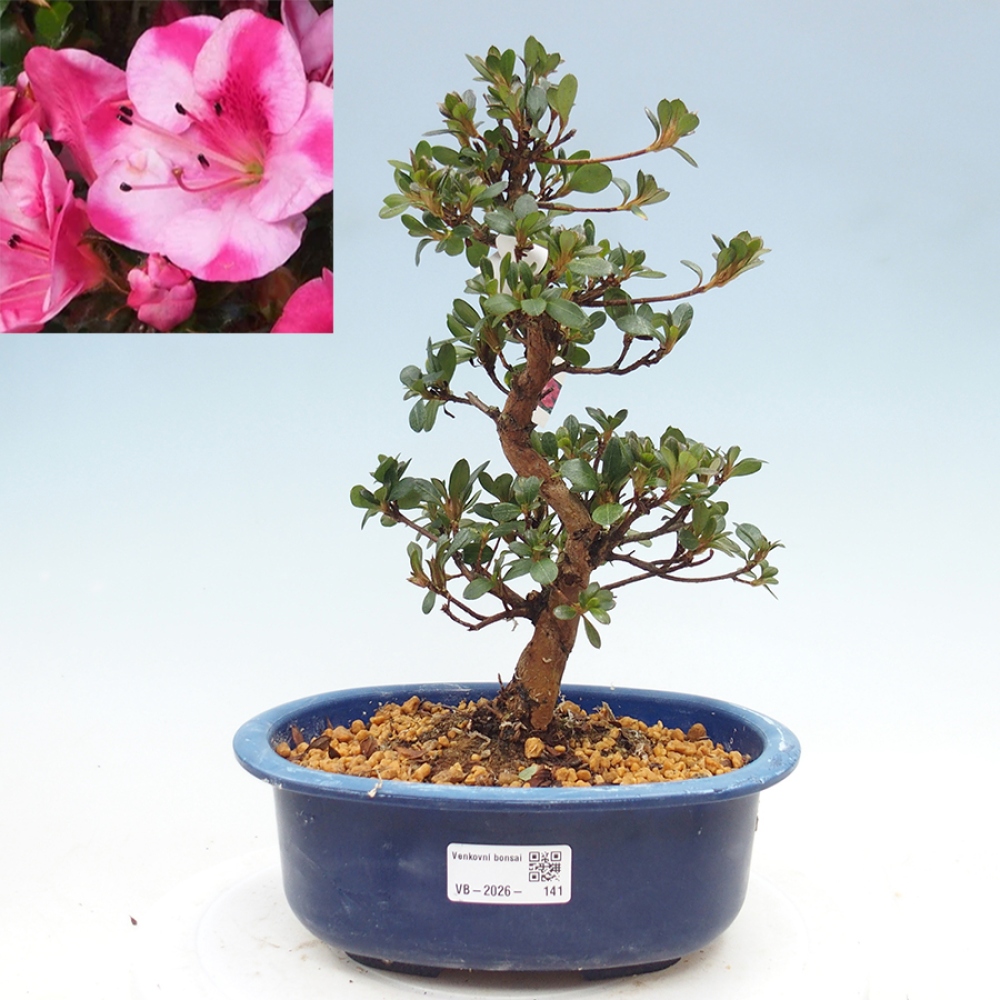 Outdoor bonsai - Japanese Azalea - Azalea Kobai