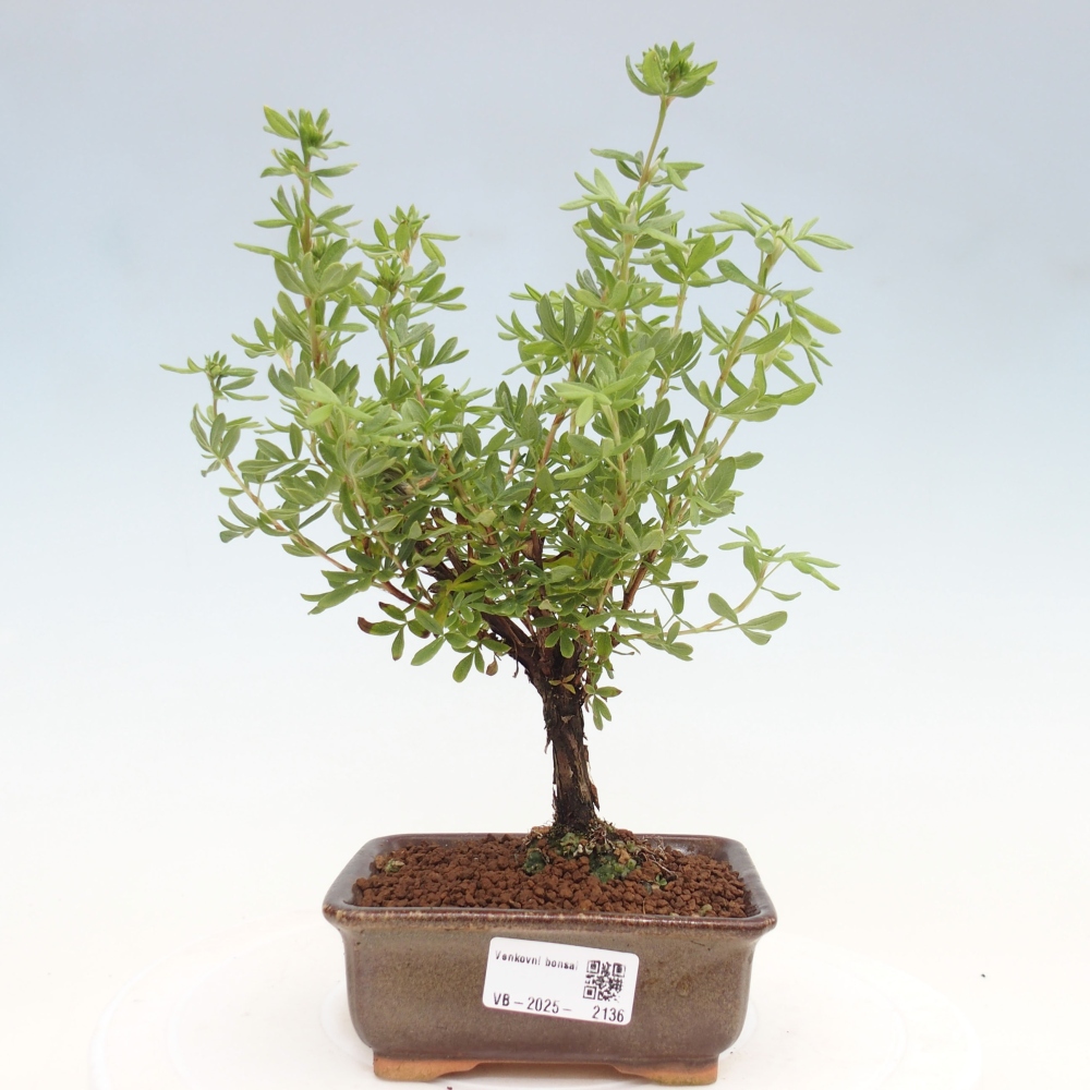 Outdoor bonsai-Cinquefoil - Potentila fruticosa yellow Bird