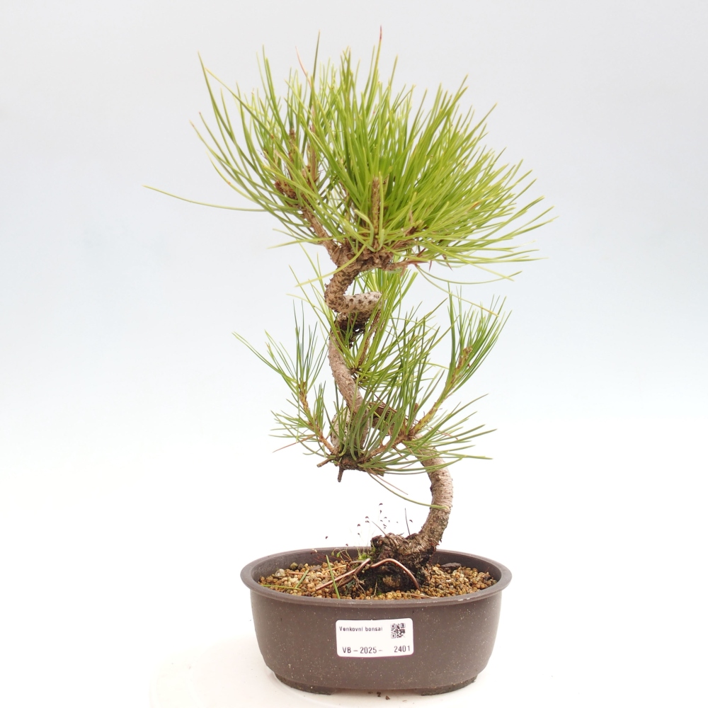 Outdoor bonsai - Pinus thunbergii - Thunbergia pine