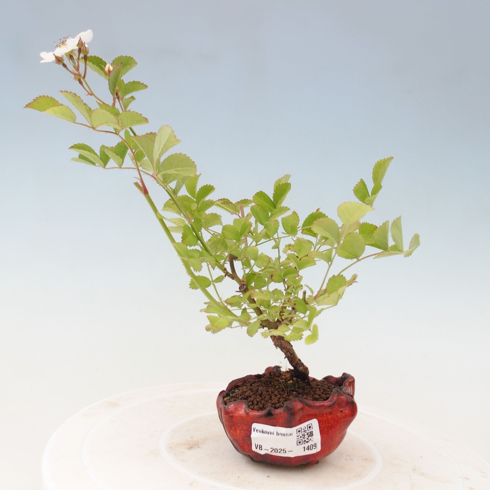 Outdoor bonsai - Rosa sp. - small-flowered rose