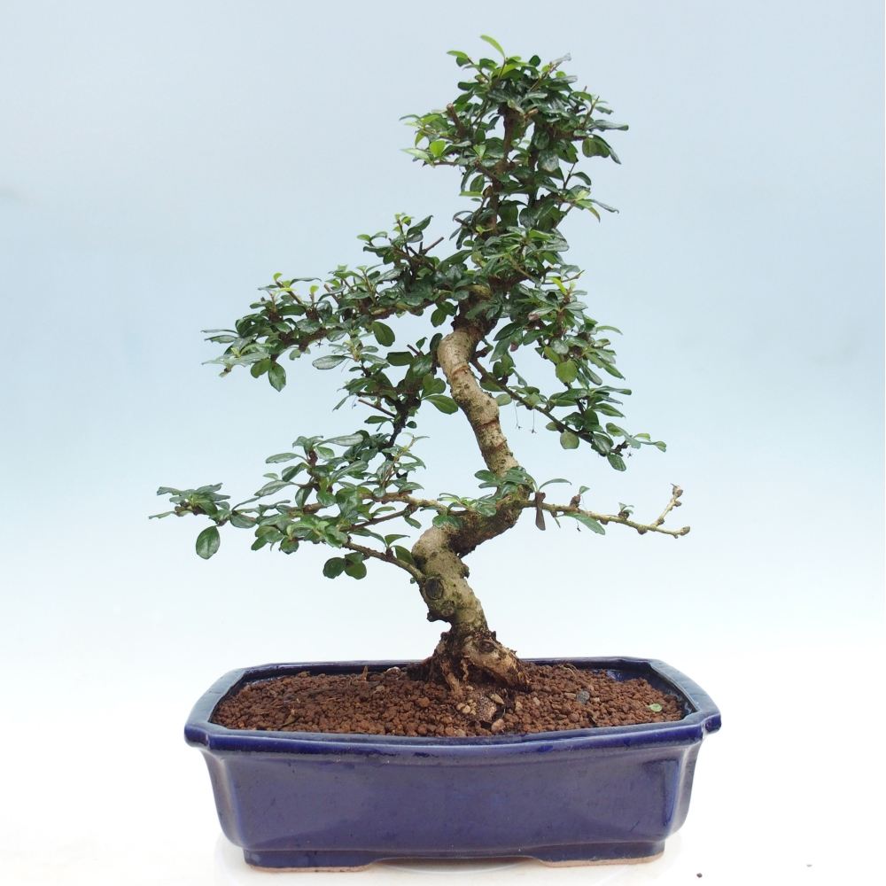 Room bonsai - Carmona macrophylla - Tea fuki