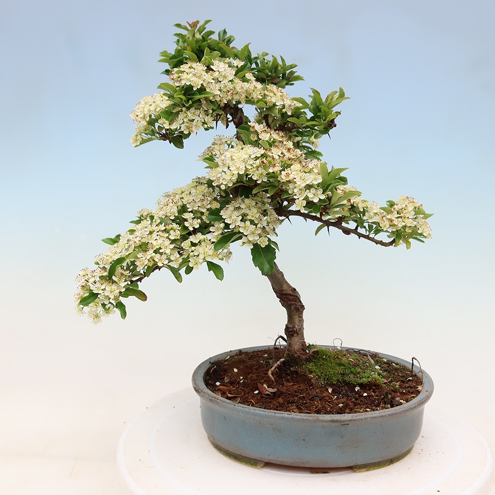 Outdoor Bonsai - Pyracantha teton - Scarlet Firethorn