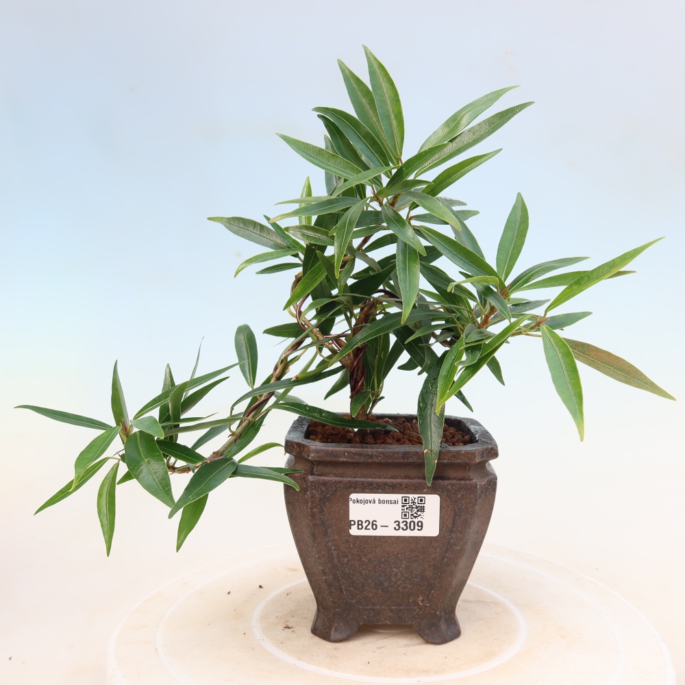 Room bonsai - Ficus nerifolia - small-leaved ficus