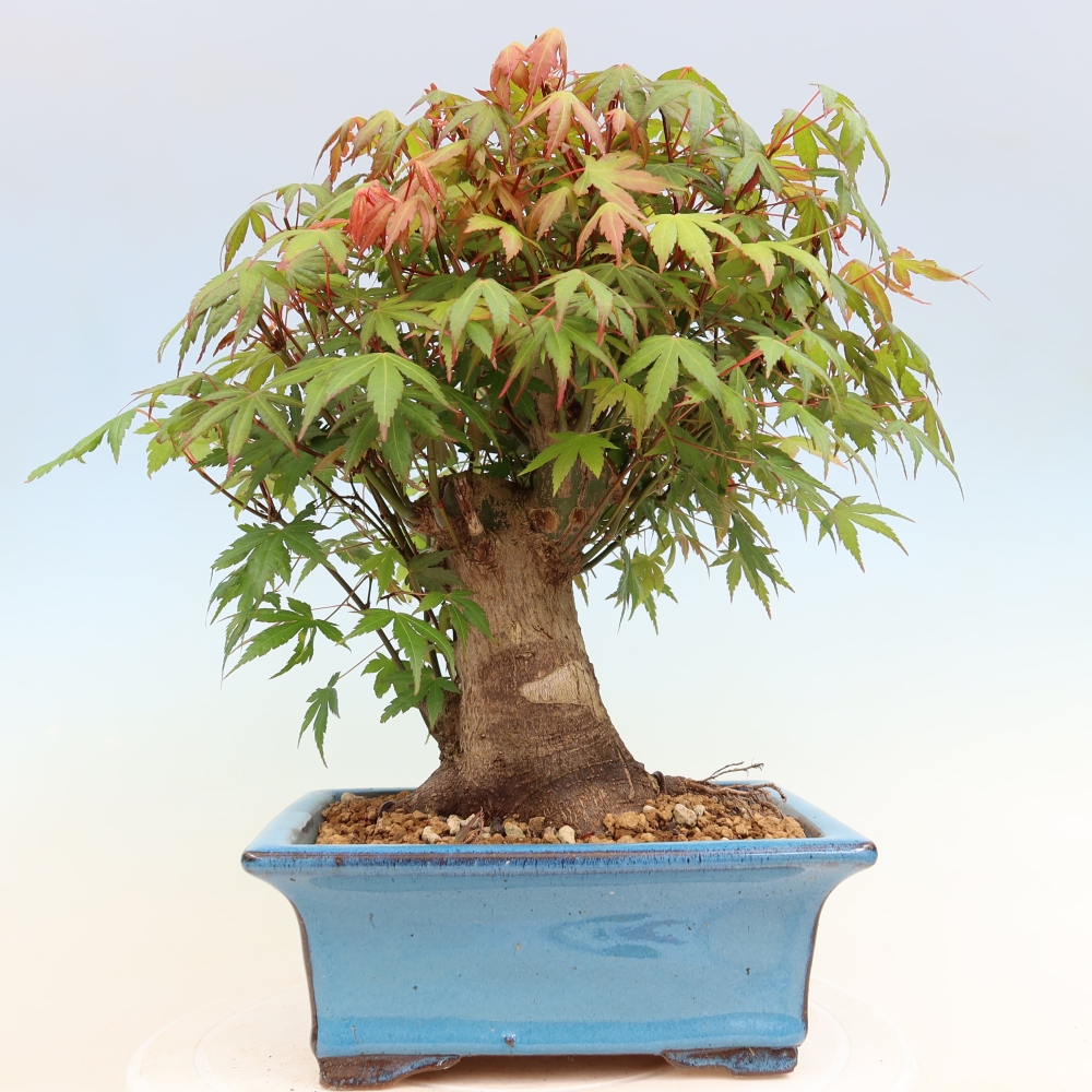 Outdoor bonsai - Maple Burger - Acer Burgerianum