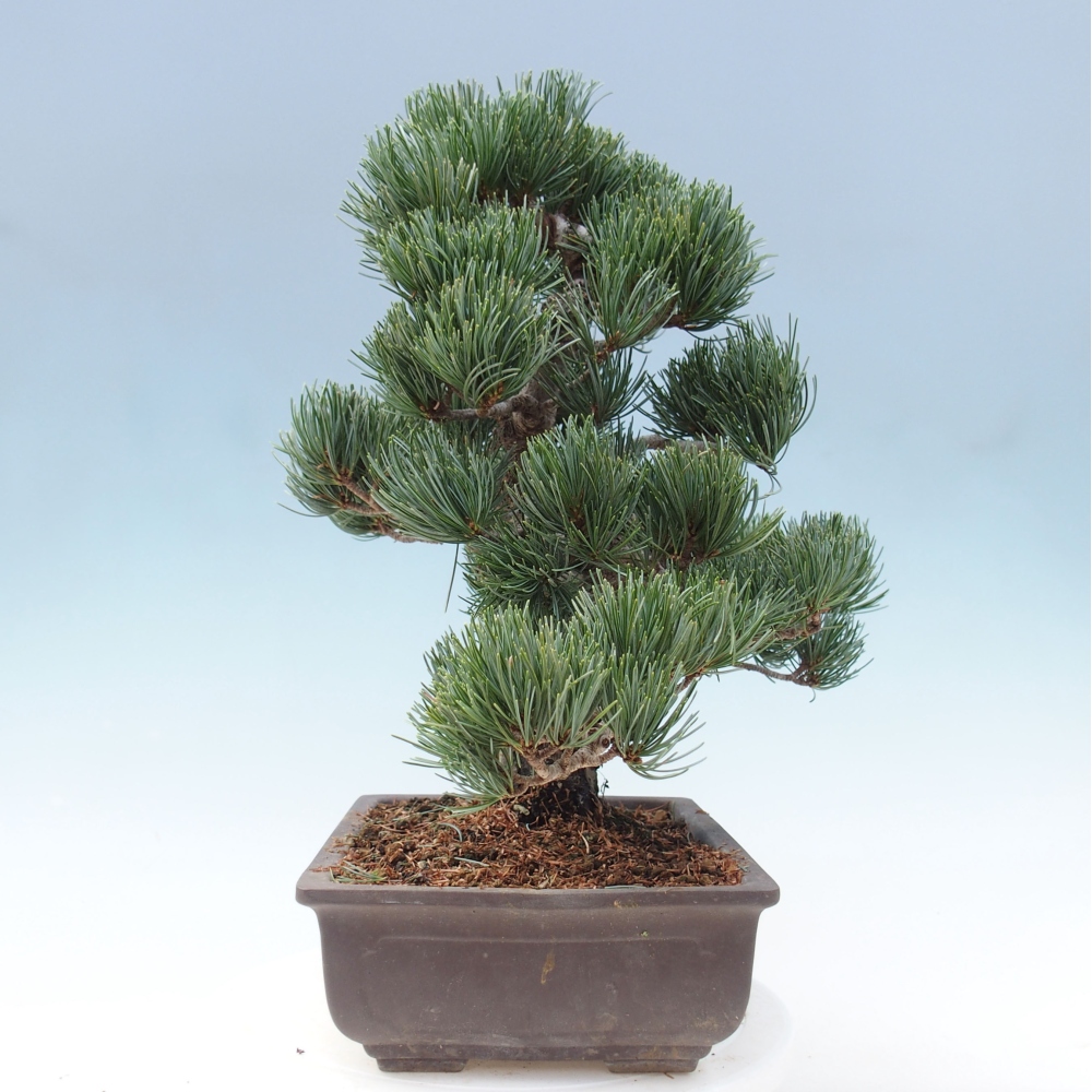Outdoor bonsai - Pinus parviflora - Small pine tree