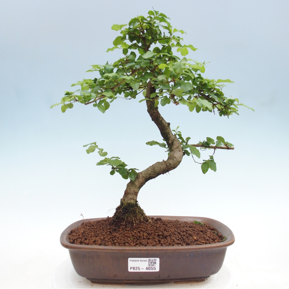 Room bonsai -Ligustrum chinensis - Birds Beak