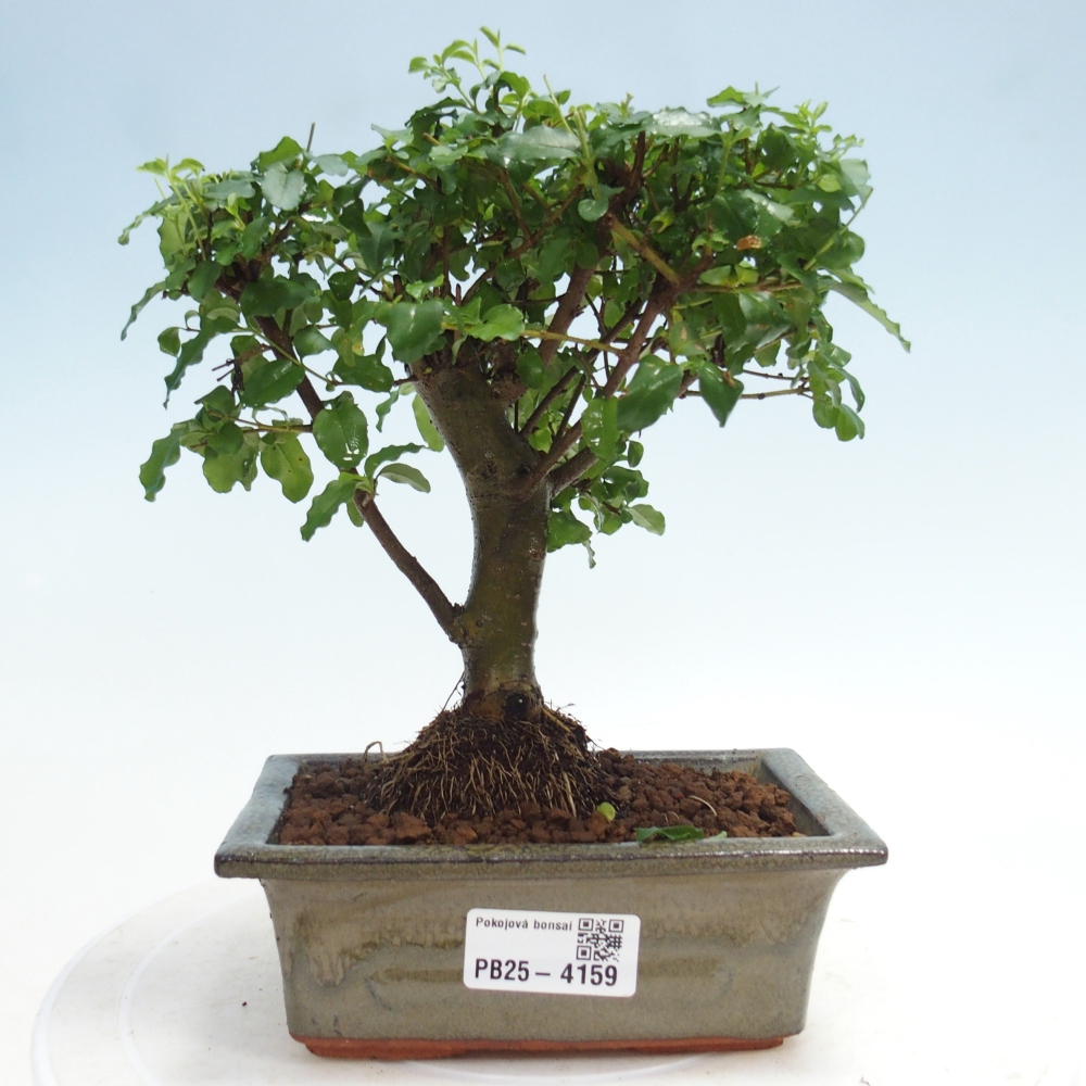 Room bonsai -Ligustrum chinensis - Birds Beak