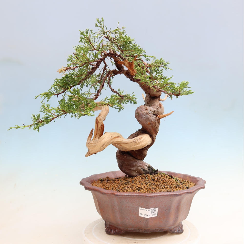 Outdoor Bonsai - Juniperus chinensis Itoigawa - Chinese Juniper
