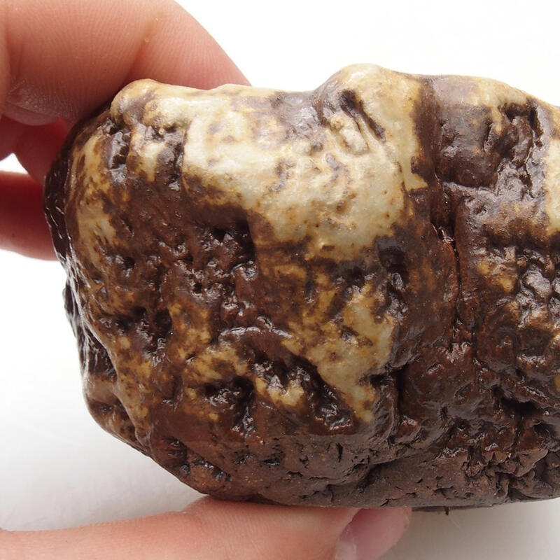 Ceramic shell 6 x 5 x 4 cm, color white-brown