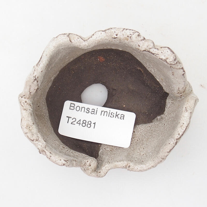 Ceramic shell 8 x 6.5 x 5 cm, gray color