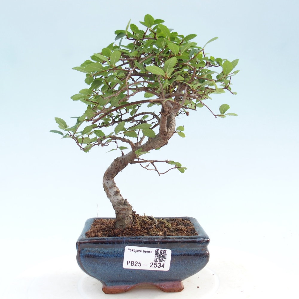 Indoor bonsai - Ulmus parvifolia - Small leaf elm