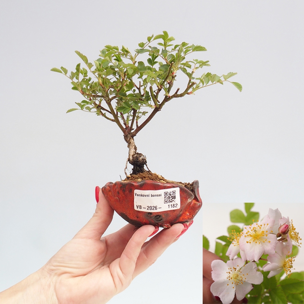 Outdoor bonsai - Rosa sp. - small-flowered rose
