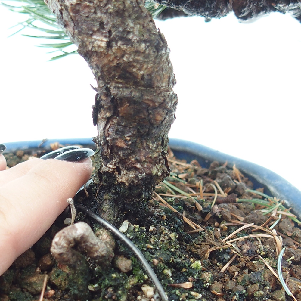Outdoor bonsai - Pinus parviflora - Small pine tree
