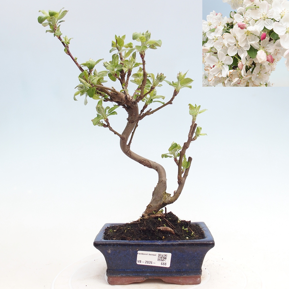 Outdoor bonsai -Malus halliana - Small-fruited apple tree