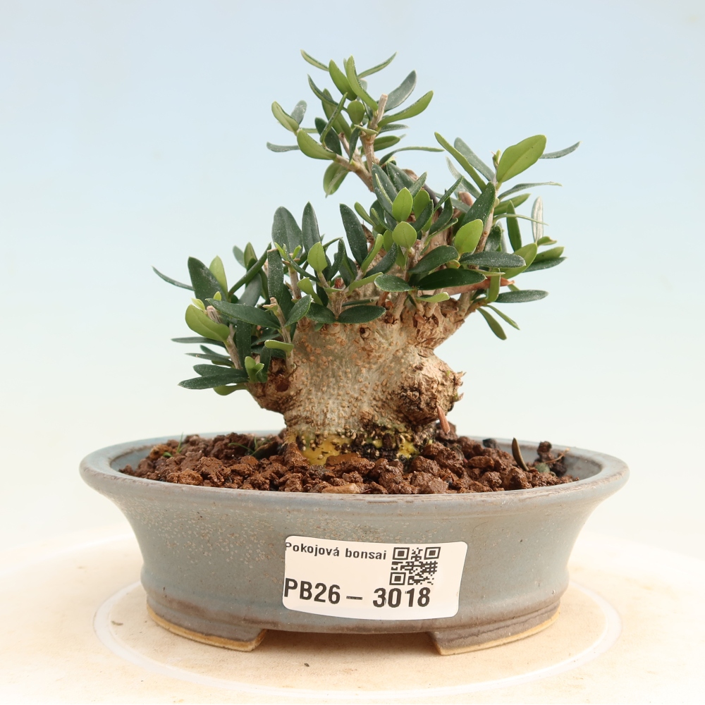 Indoor bonsai - Olea europaea sylvestris