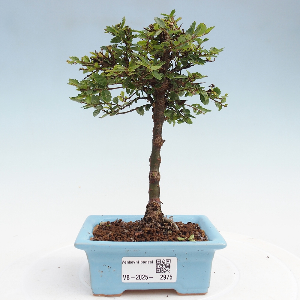Outdoor bonsai - Ulmus parvifolia Sagei - Small-leaved elm