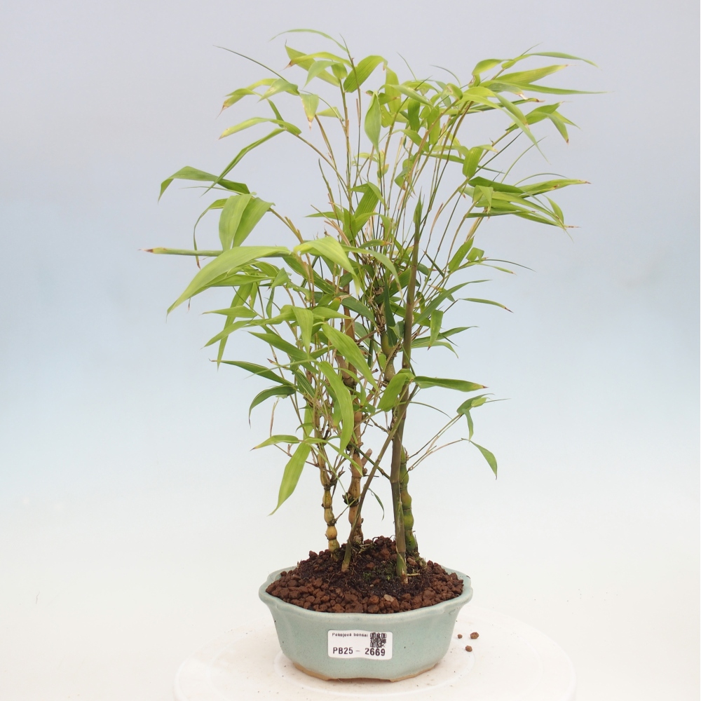 Indoor bonsai - Bamboo Buddha-Bamboo Buddha's belly
