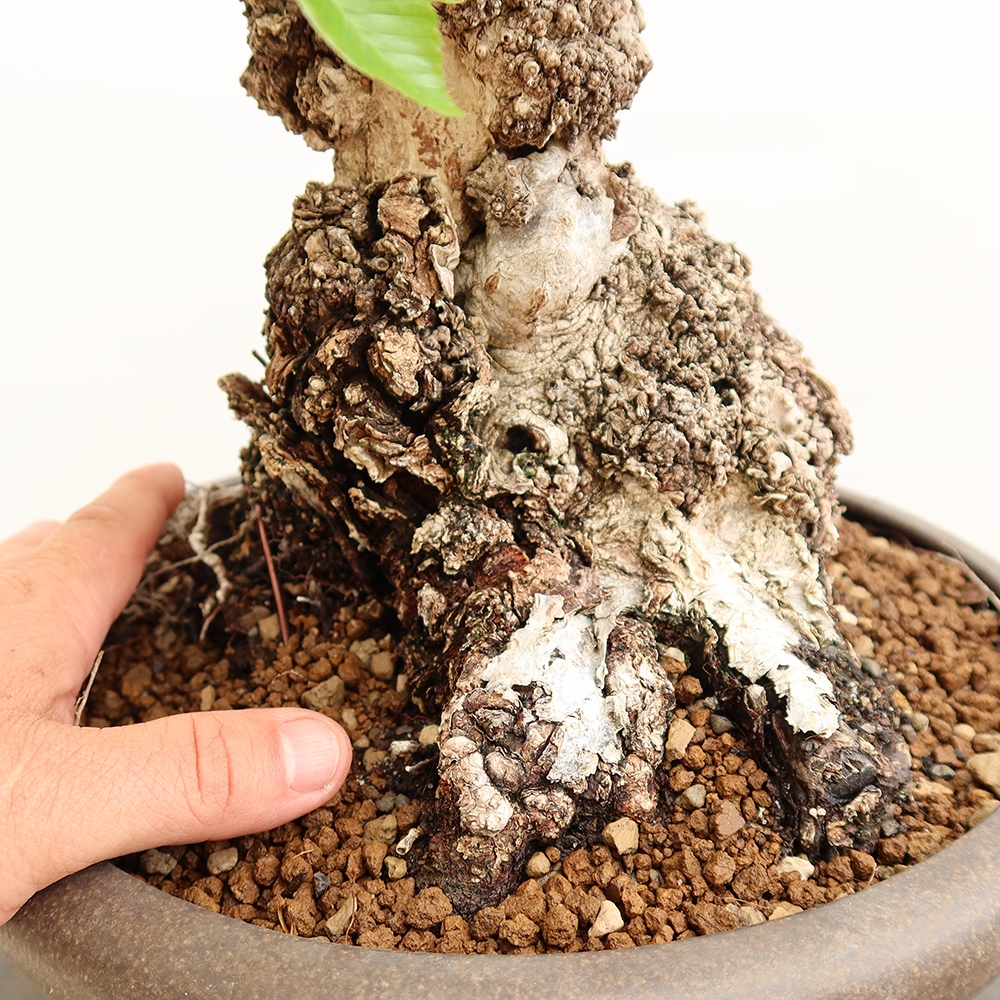 Outdoor bonsai - Carpinus Coreana - Korean hornbeam