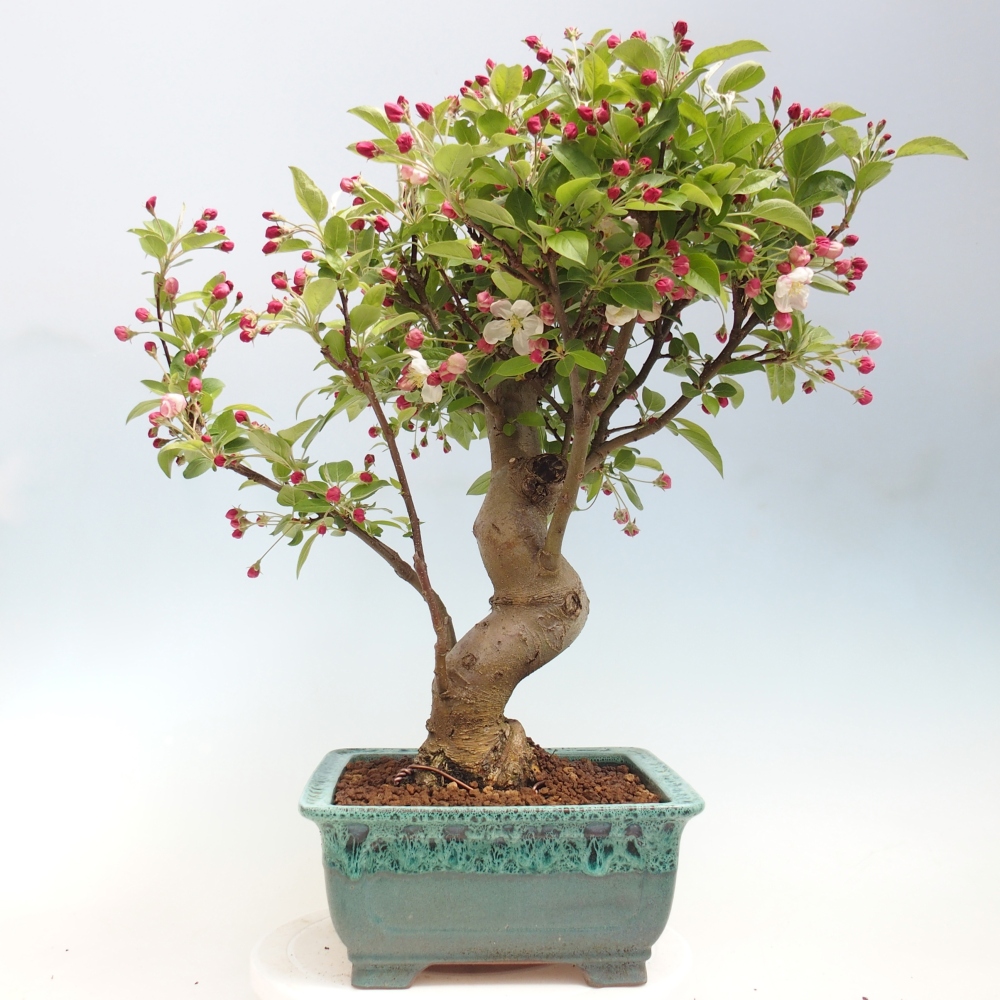Outdoor bonsai -Malus halliana - Small-fruited apple tree