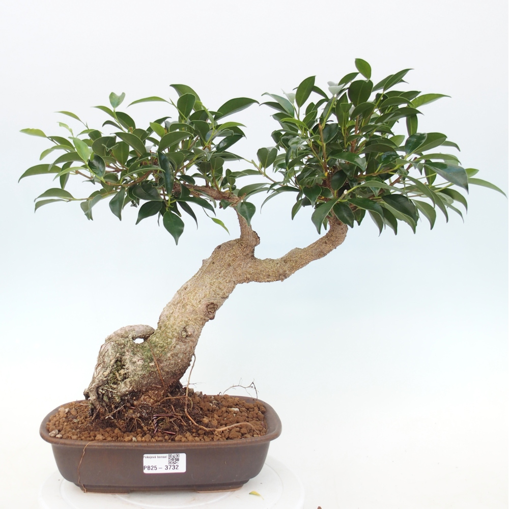 Room bonsai - Ficus kimmen - small-leaved ficus