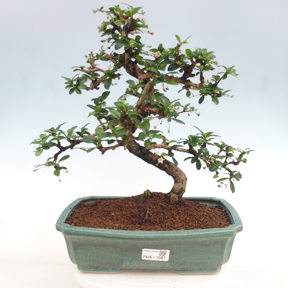 Room bonsai - Carmona macrophylla - Tea fuki