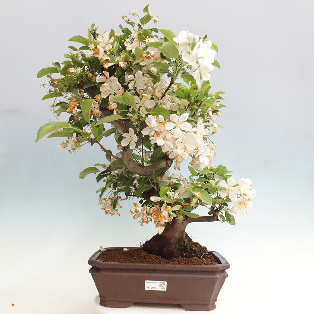 Outdoor bonsai - Malus halliana - Small-fruited apple tree