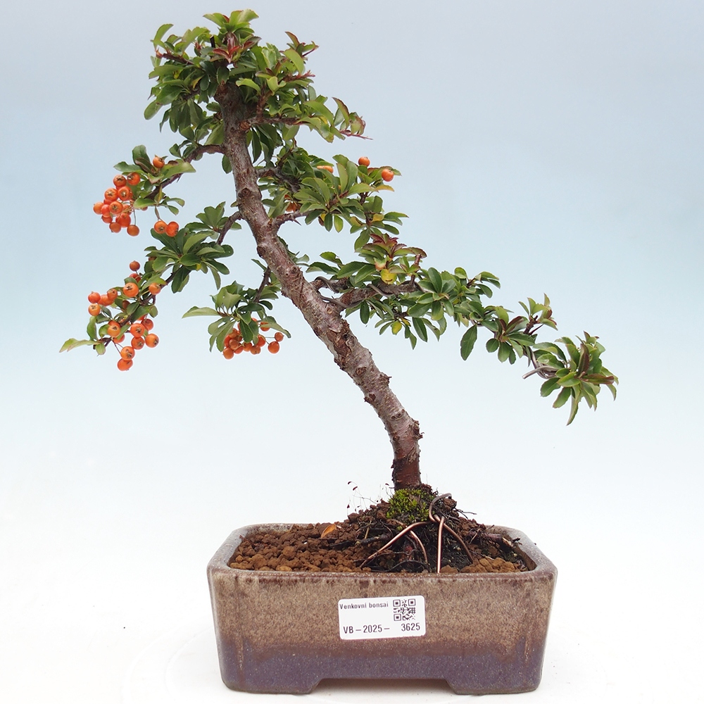 Outdoor Bonsai-Pyracanta Teton -Bakery