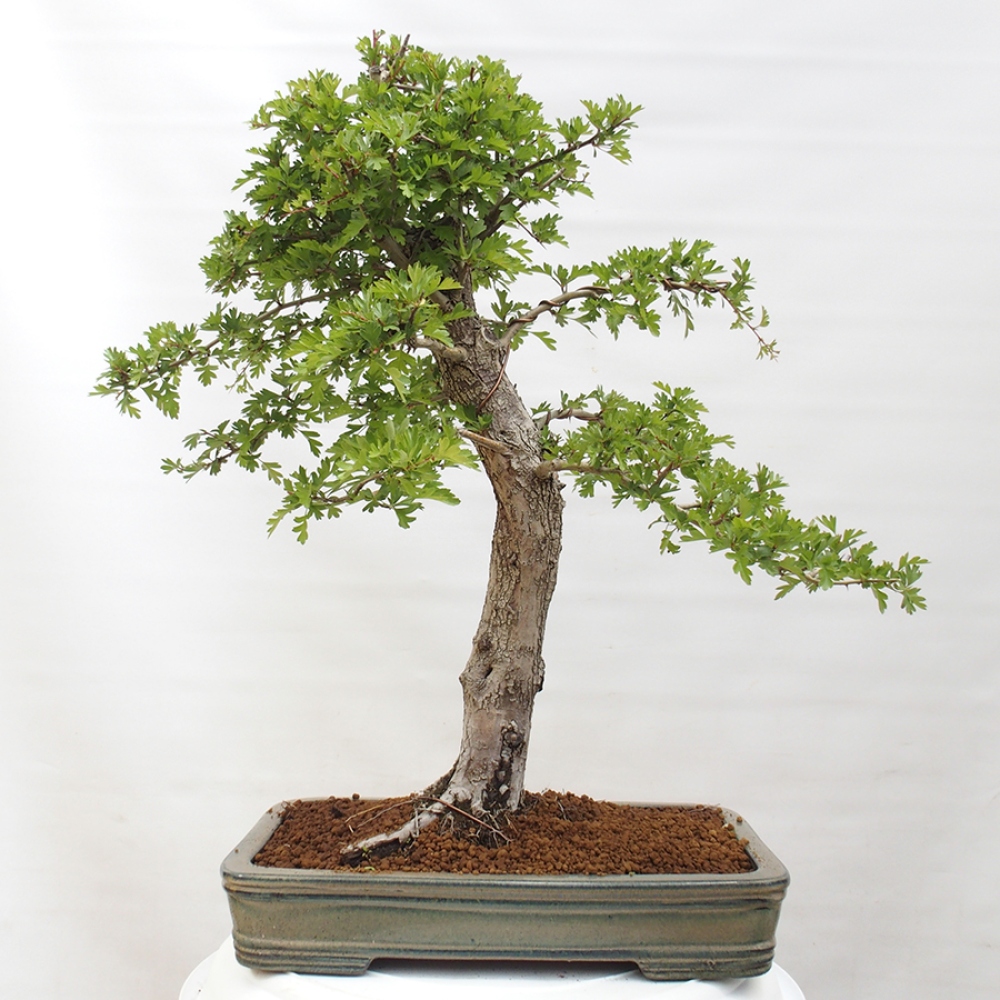 Outdoor bonsai - Hawthorn - Crataegus monogyna