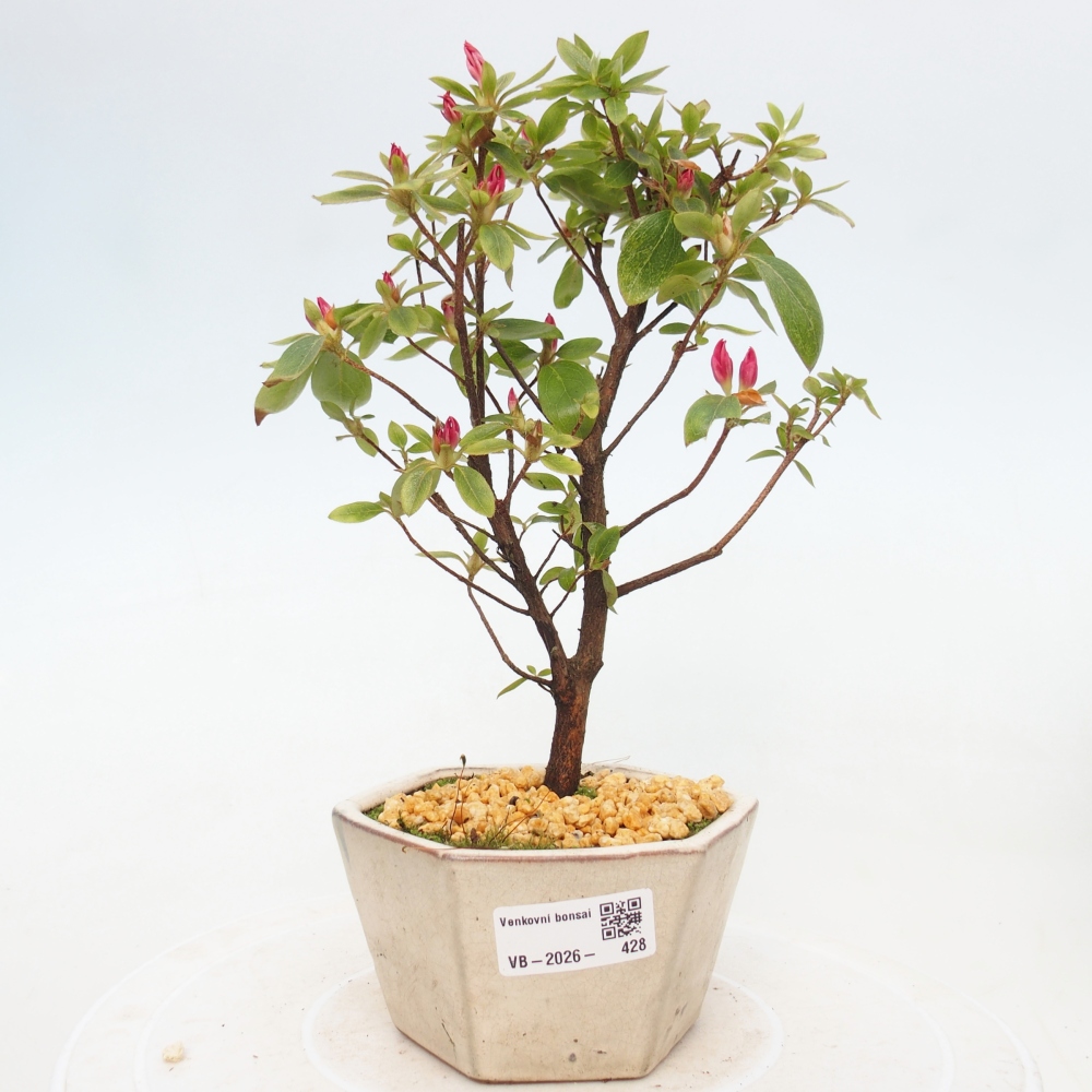 Outdoor bonsai - Japanese azalea - Azalea sp.