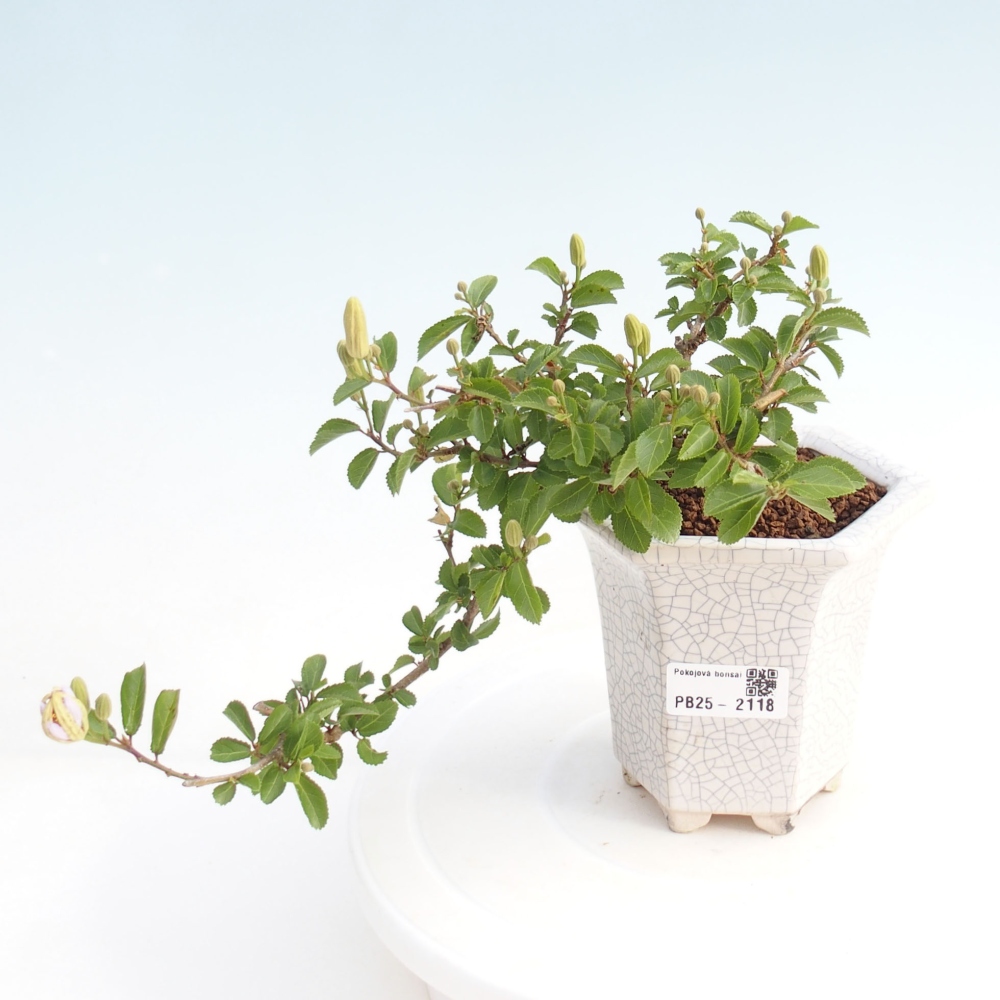 Indoor bonsai - Grewia occidentalis - Lavender star