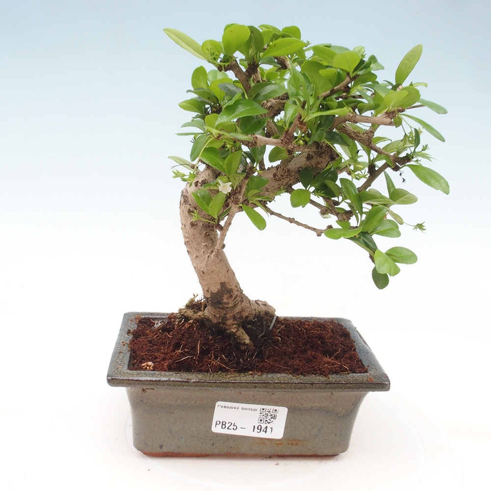 Indoor bonsai - Carmona macrophylla - Fuki tea