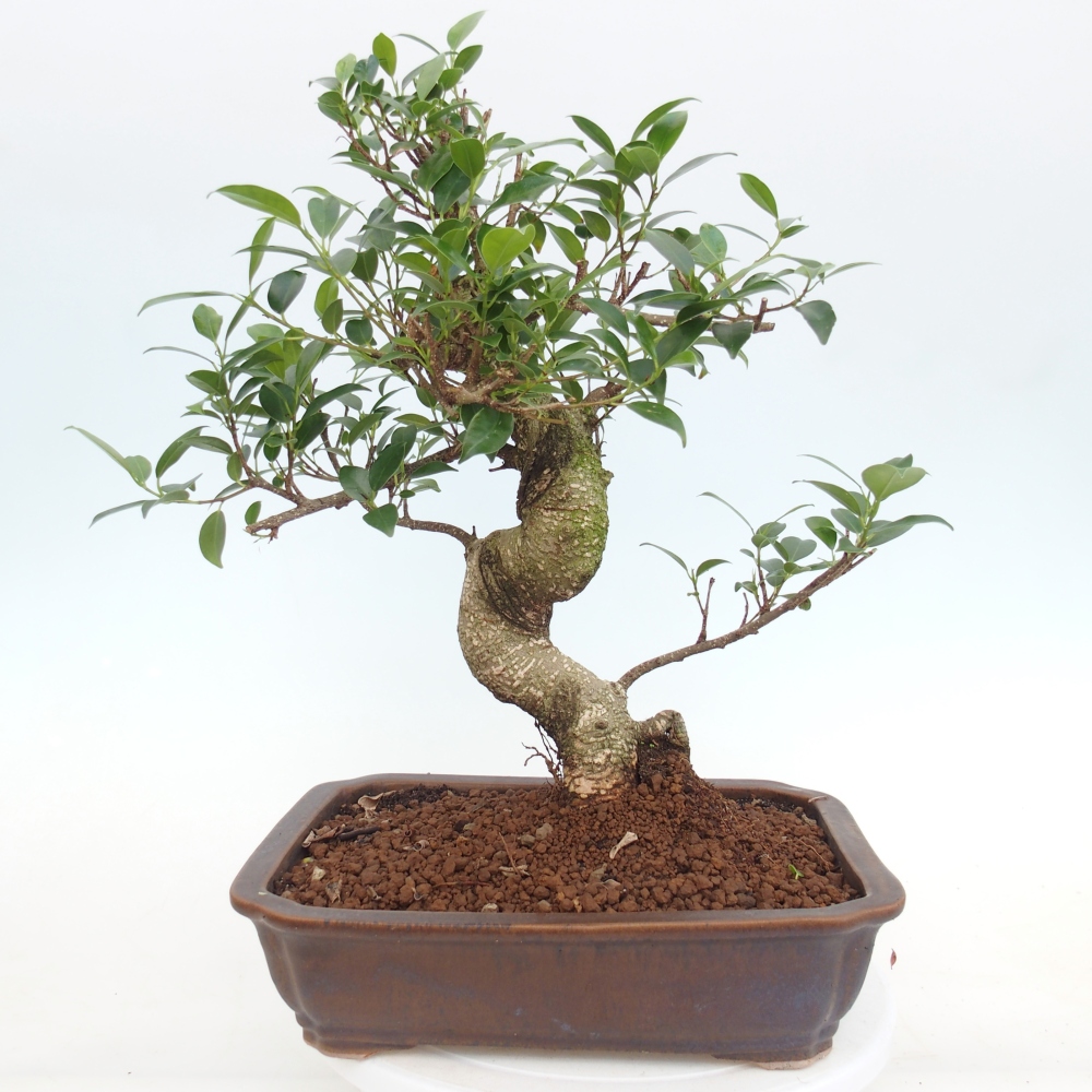 Room bonsai - Ficus kimmen - small-leaved ficus