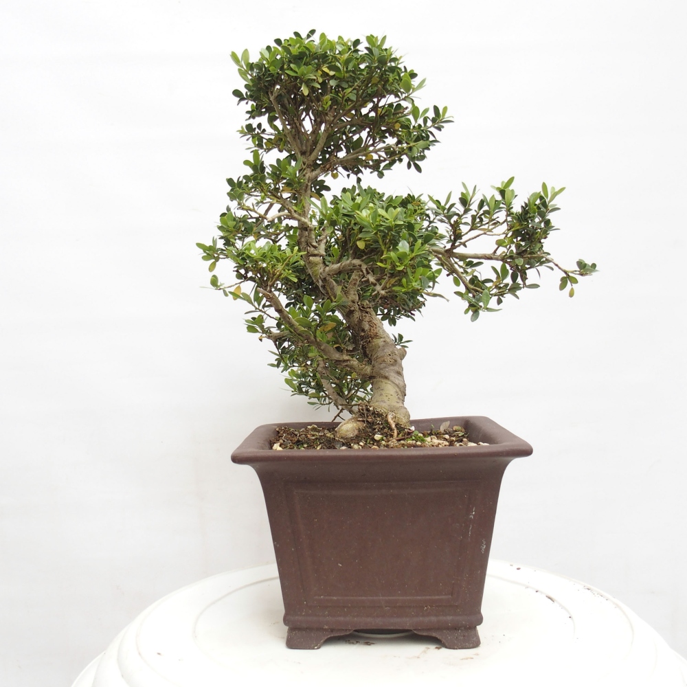 Indoor bonsai - Ilex crenata - Holly