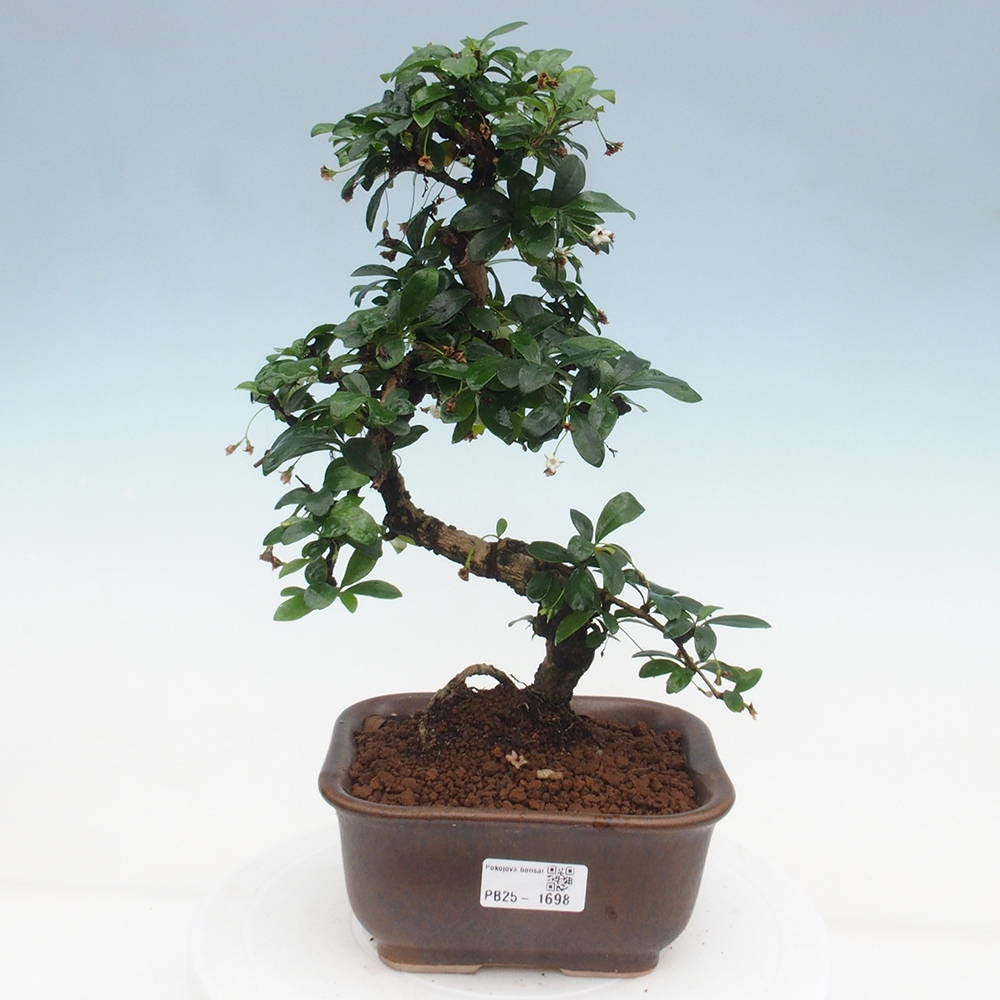 Room bonsai - Carmona macrophylla - Tea fuki