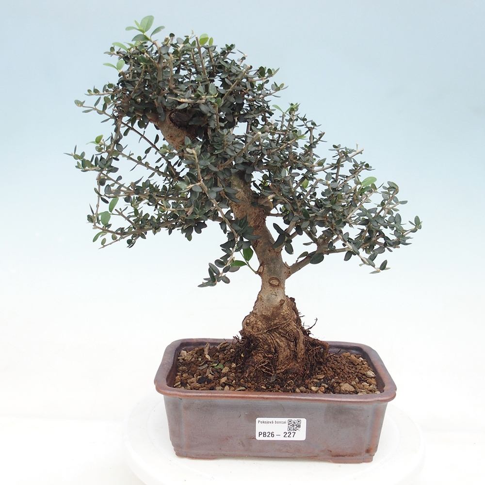 Indoor bonsai - Olea europaea sylvestris