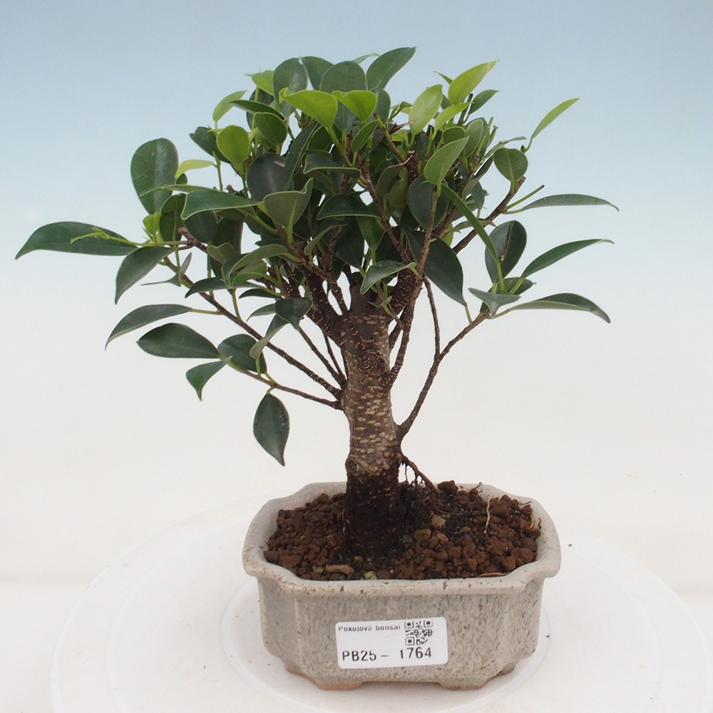 Indoor bonsai - Small-leaved ficus - Ficus kimmen