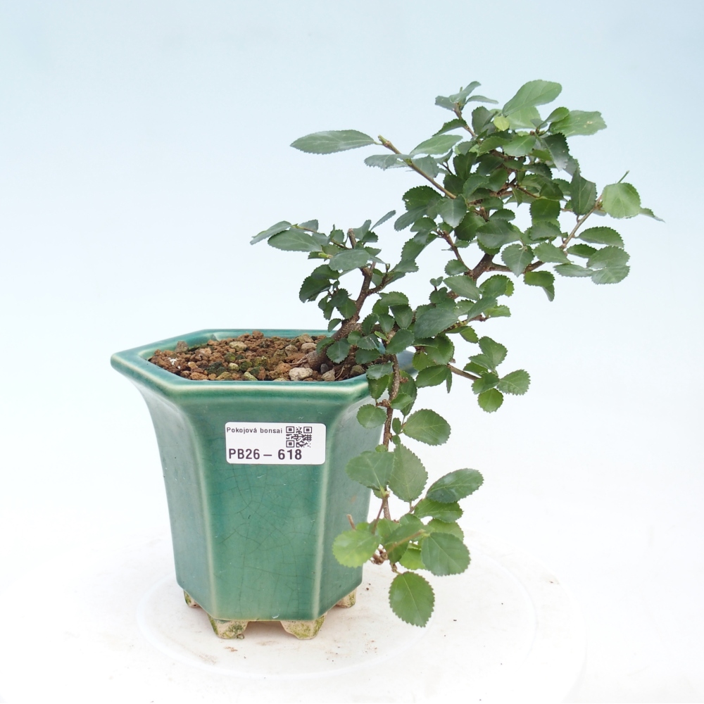 Indoor bonsai - Grewia occidentalis - Lavender Starfish